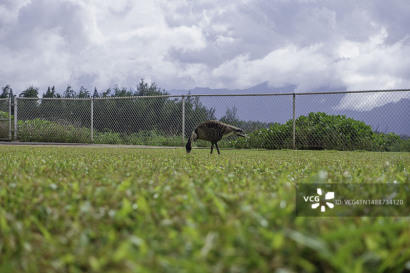 基拉韦厄角国家野生动物保护区的夏威夷鹅图片素材