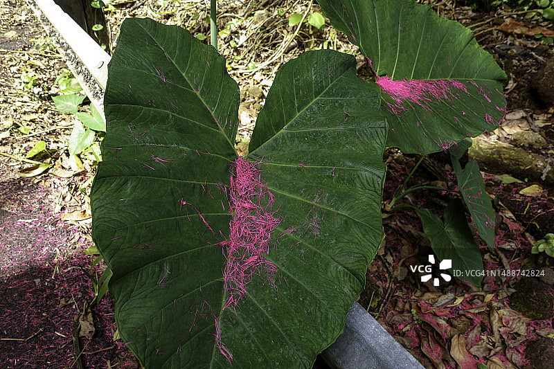 哈纳公路上的芋头叶与紫色花朵图片素材