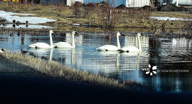 优雅的天鹅在池塘里游泳图片素材