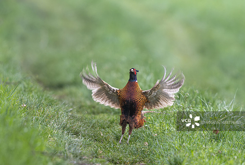 雄性普通雉鸡（Phasianus colchicus）图片素材
