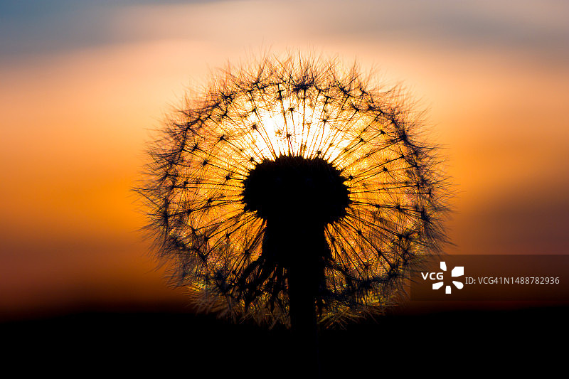夕阳下的蒲公英：宛如灯泡图片素材