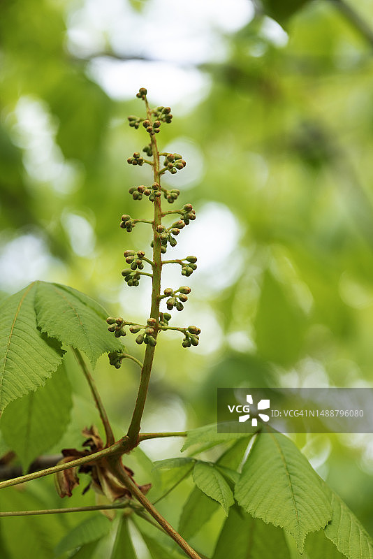 栗子树图片素材