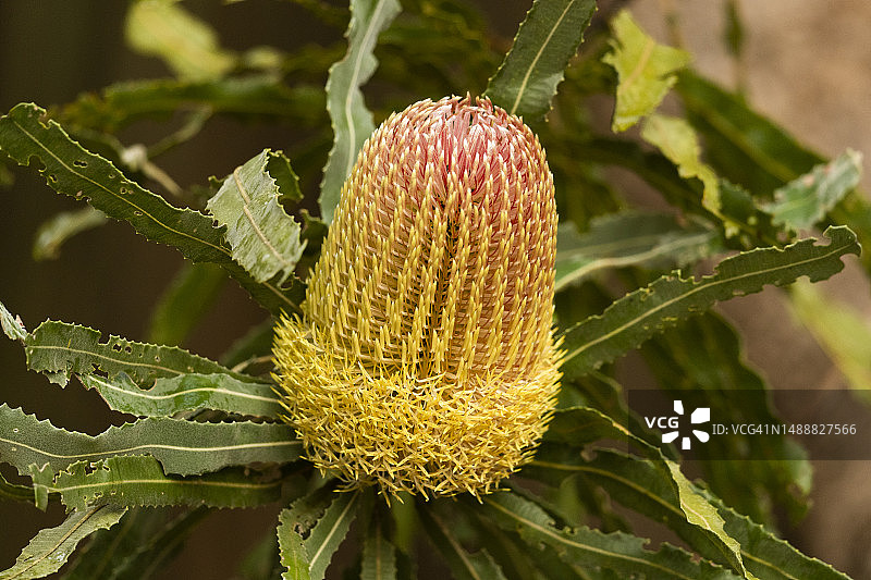 班克西亚花图片素材