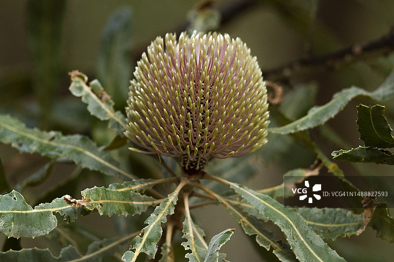 班克西亚花图片素材