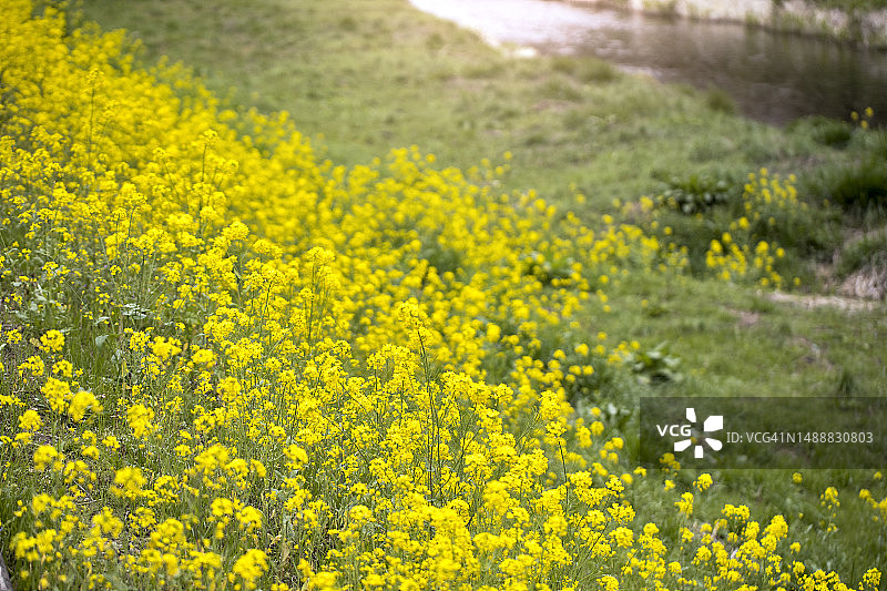 油菜花田图片素材