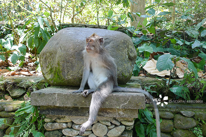 印度尼西亚巴厘岛乌布森林的猴子图片素材