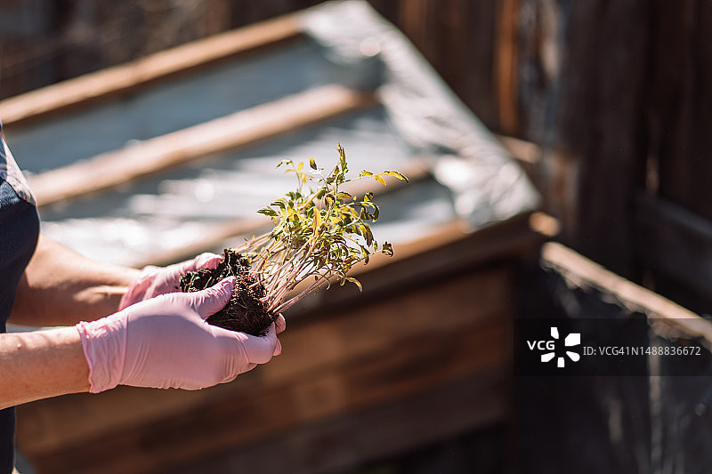 戴粉色手套的农民拿着番茄苗图片素材