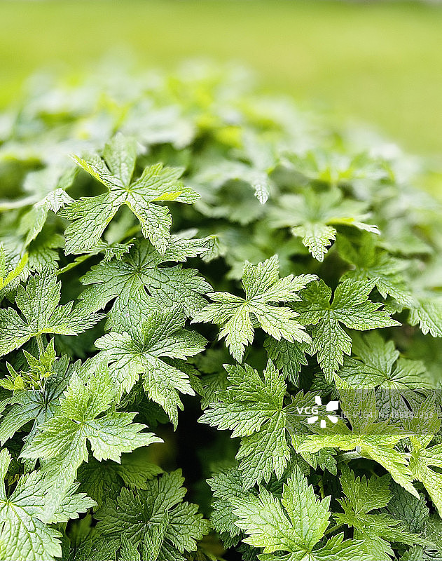 克兰斯比老鹳草（Geranium Endressii）特写图片素材