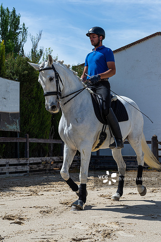马术训练中心里漂亮的纯种白色母马图片素材