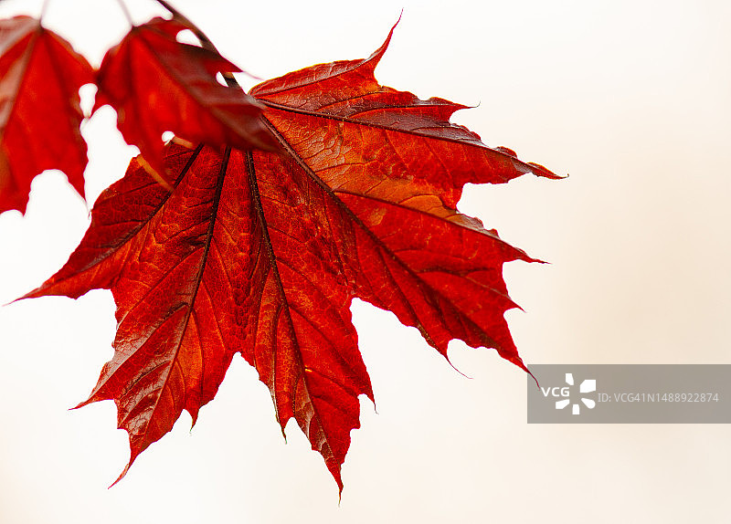 一片红色枫叶图片素材
