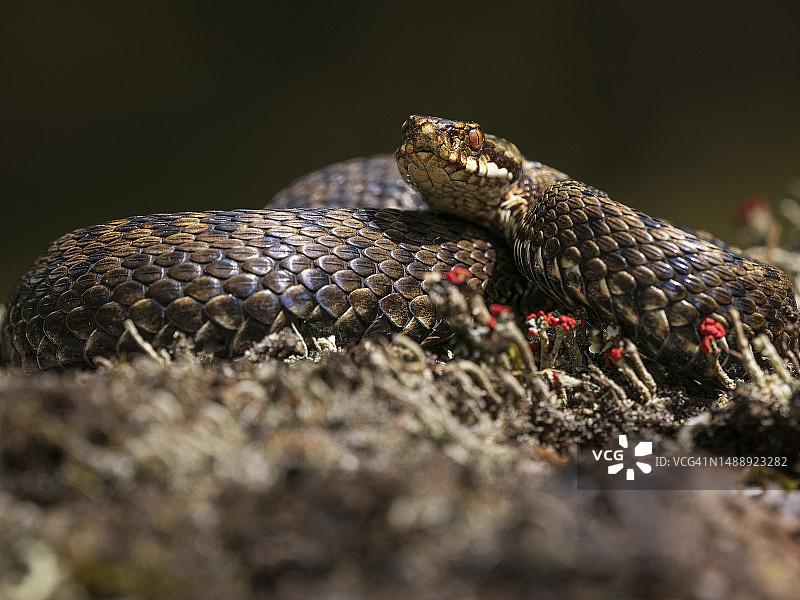 欧洲蝰蛇在苔藓上图片素材