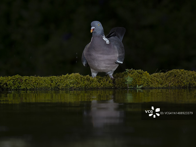 湿地中的普通斑鸠（Columba palumbus）图片素材