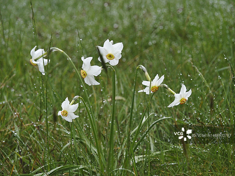 瓦尔格兰德国家公园（蒂奇诺-瓦尔格兰德-韦尔巴诺生物圈保护区的一部分）中开花的白色水仙图片素材