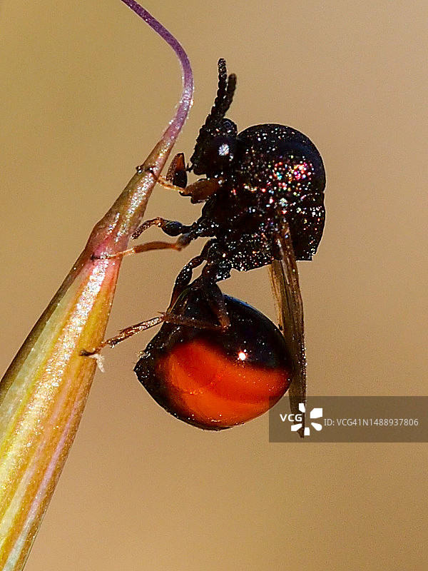 黄蜂 (Eucharis sp.)图片素材