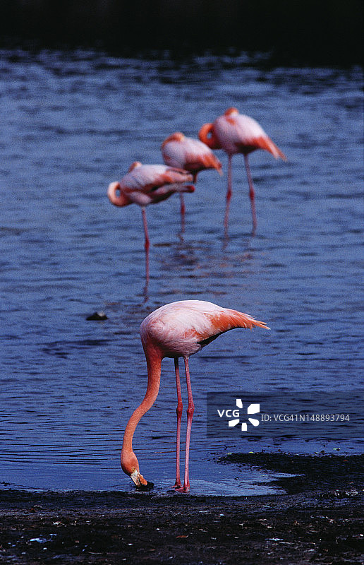 海滩盐水泻湖中的大红鹳图片素材