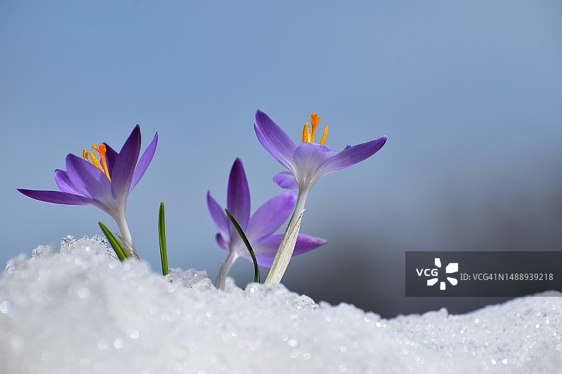 加拿大雪地紫色番红花特写图片素材