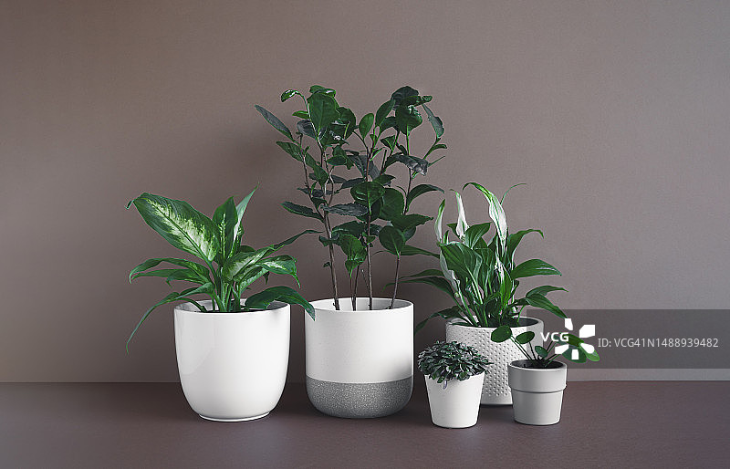 深色背景下的室内植物，法国图片素材