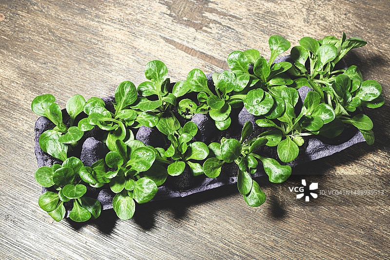 法国桌子上的植物高角度视图图片素材