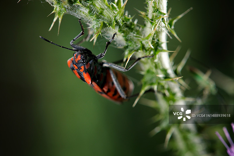 植物上的昆虫特写，西班牙图片素材