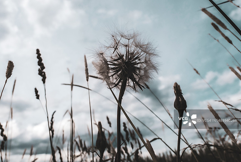 田野上枯萎植物的特写，瑞典弗伦图片素材