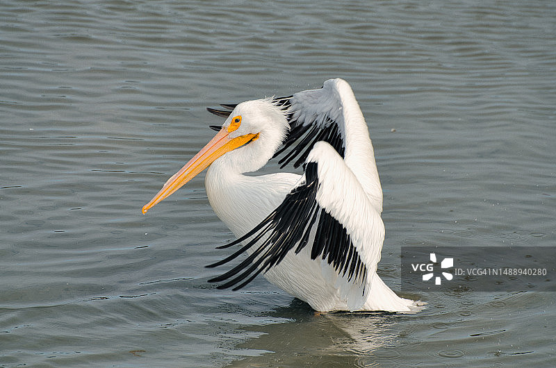 在湖中游泳的美洲白鹈鹕特写图片素材