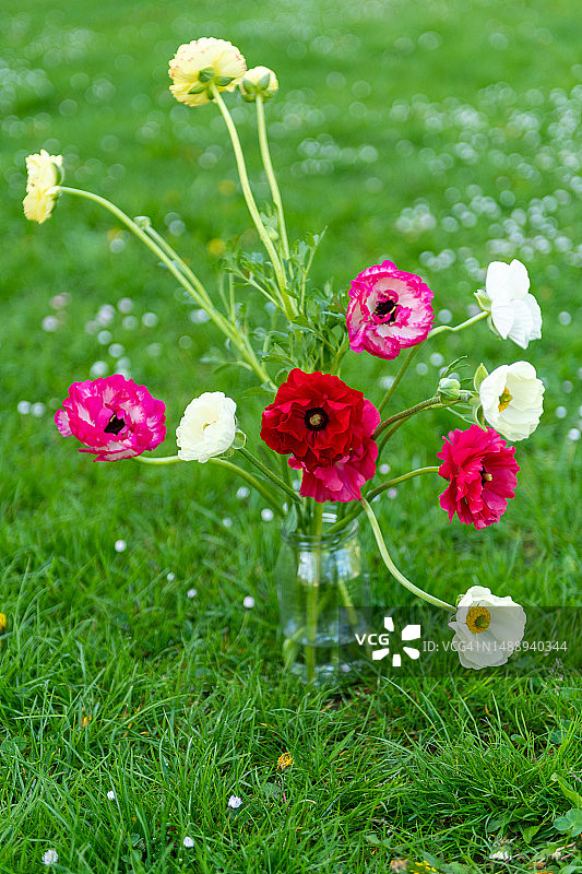 单支美丽波斯毛茛花束，花毛茛，斯洛伐克图片素材