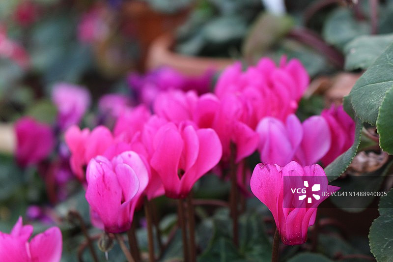 粉色植物特写，印度班加罗尔图片素材