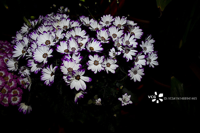 紫色开花植物特写，安卡拉，土耳其图片素材