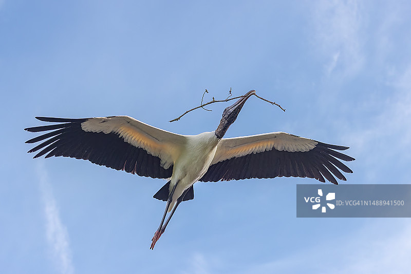 美洲木鹳在天空飞翔的低角度视图图片素材