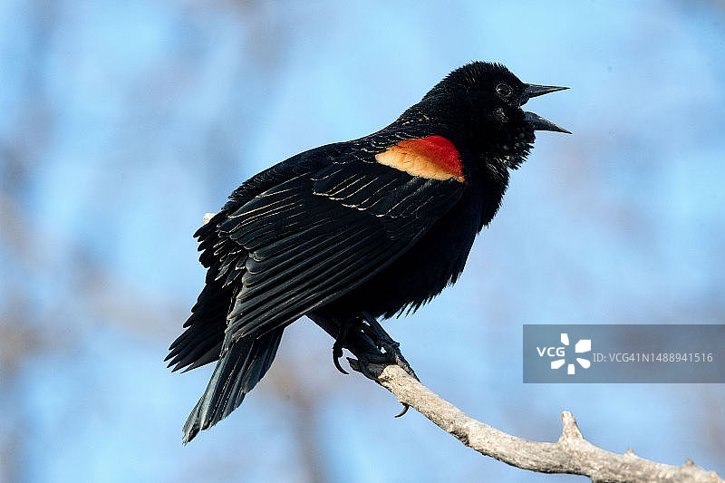栖息在树枝上的红色鹦鹉特写图片素材
