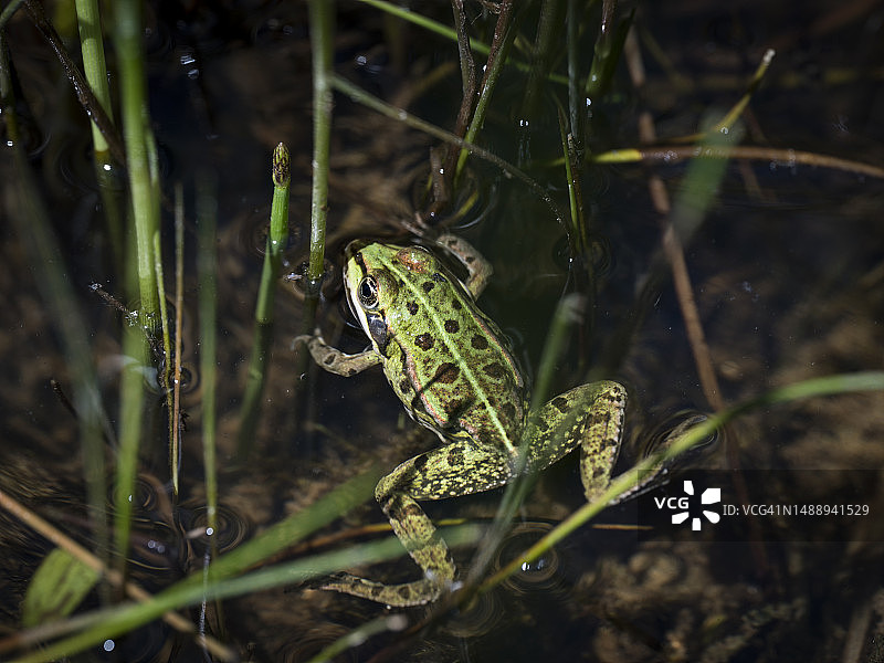 田野里的常见青蛙特写，瑞士弗里堡图片素材