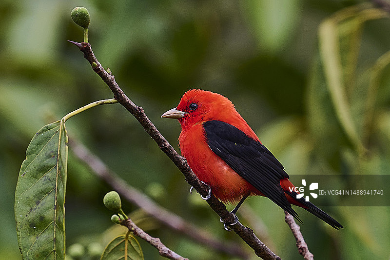 栖息在树枝上的猩红唐纳雀特写图片素材