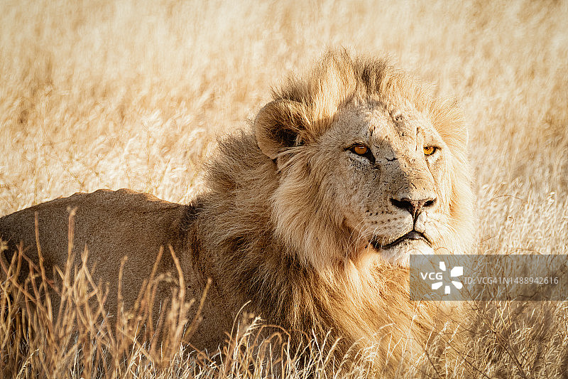 野生动物 - 桑布鲁国家保护区日落下的狮子，肯尼亚北部图片素材