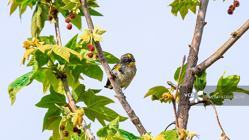 低角度拍摄：晴空下栖息在树上的鸣禽图片素材