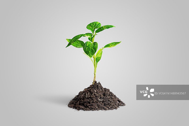 罗马尼亚灰色背景下的小植物特写图片素材