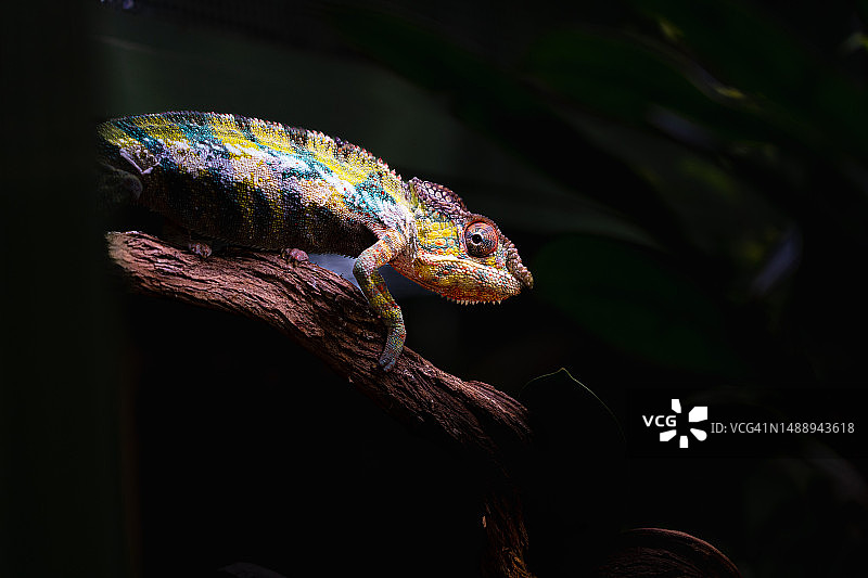 德国莱茵贝格树上的变色龙特写图片素材