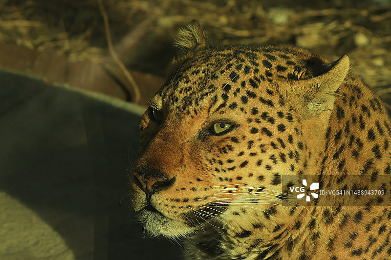 豹子特写，俄罗斯图片素材