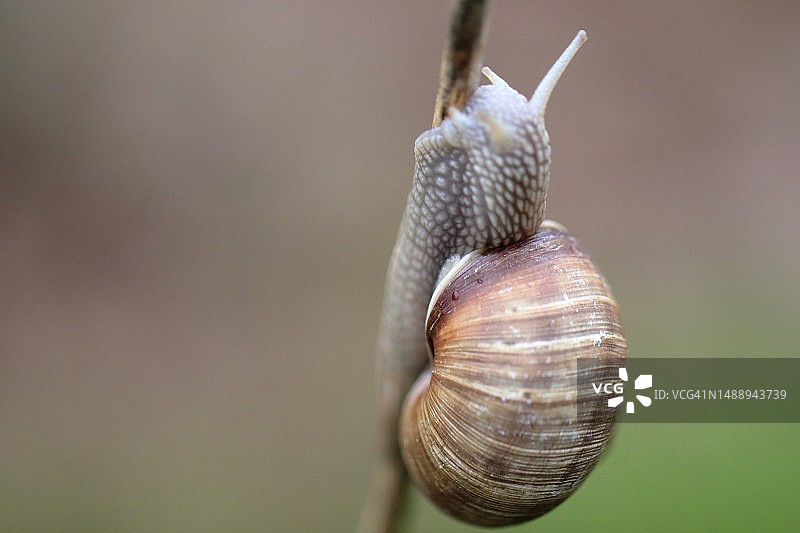 叶片上的蜗牛特写图片素材
