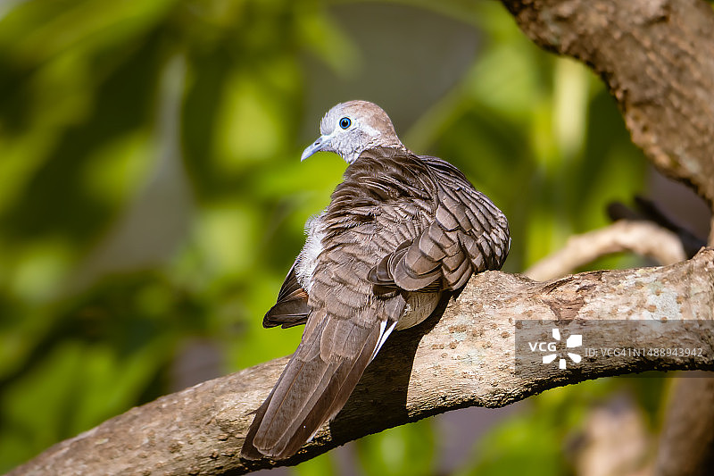 斑马鸠栖息在树枝上特写，马来西亚雪兰莪八打灵再也图片素材