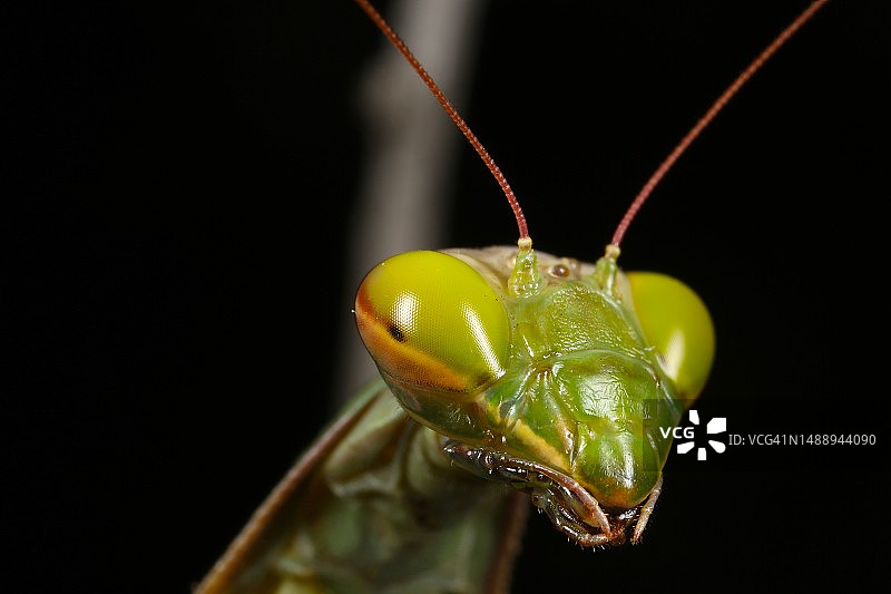 黑色背景下的树叶上的昆虫特写图片素材