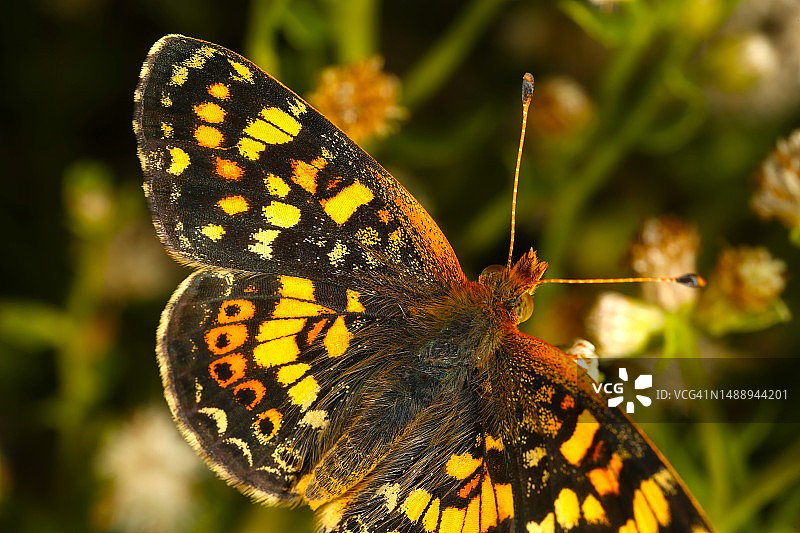 蝴蝶在花上授粉的特写图片素材