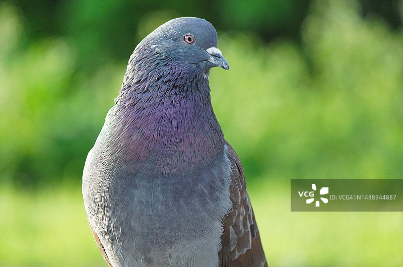 户外岩鸽栖息特写，英国图片素材