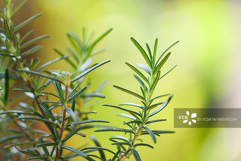 用于提取精油的有机迷迭香植物，新鲜迷迭香草本绿色背景，罗马尼亚图片素材