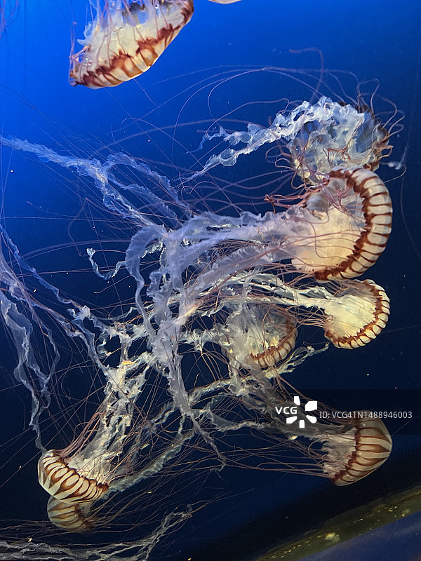 水母在海里游泳的特写图片素材