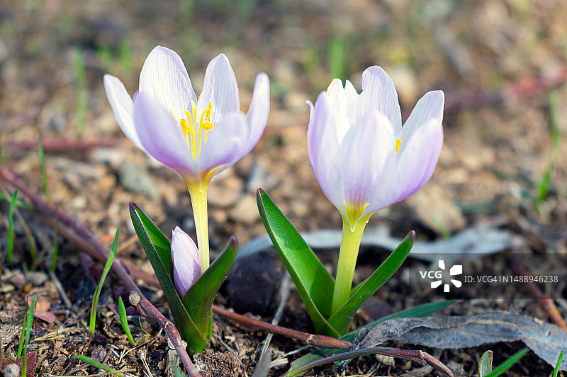 伊朗田野上的紫色番红花特写图片素材