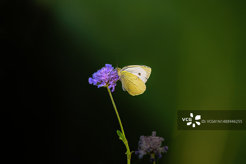 美丽的蝴蝶，克娄巴特拉，一只翅膀上有橙色点的黄翅蝴蝶，希腊图片素材