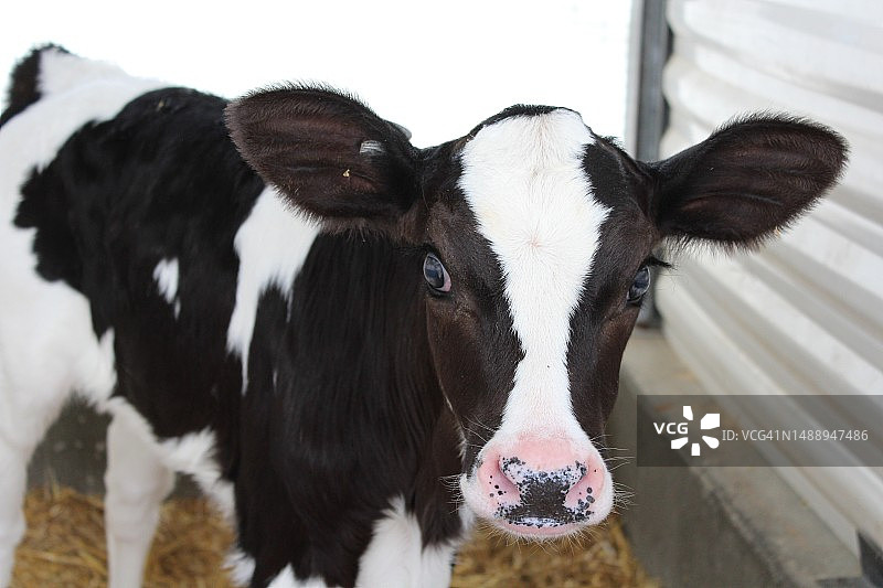 奶牛在农场的特写，美国宾夕法尼亚州柏林图片素材
