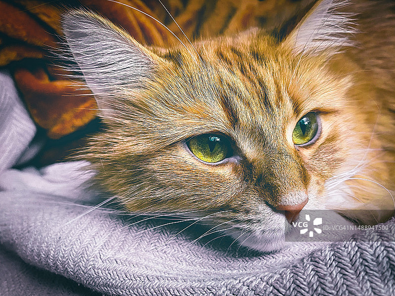 猫的特写肖像图片素材