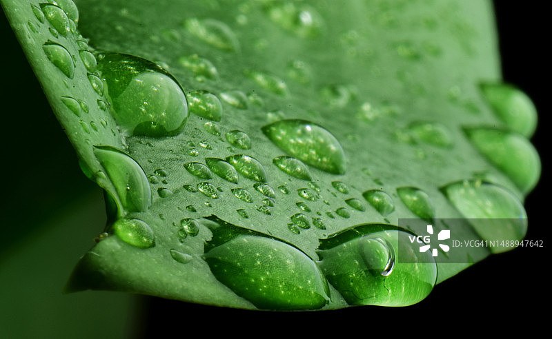 斯洛文尼亚树叶上的雨滴特写图片素材