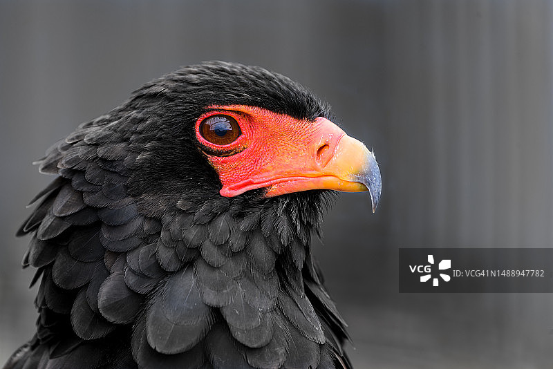 英国林伍德：猛禽老鹰特写图片素材